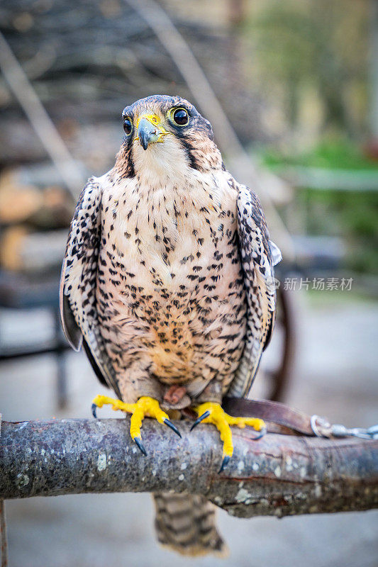 美丽的红隼标本(Falco tinunculus)